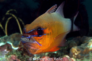 Cardinal with eggs by Danny Van Belle 